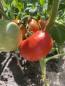 Preview: Gray Hawk Tomate