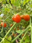 Preview: Wildtomate „ Small Egg“