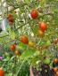 Preview: Wildtomate „ Small Egg“