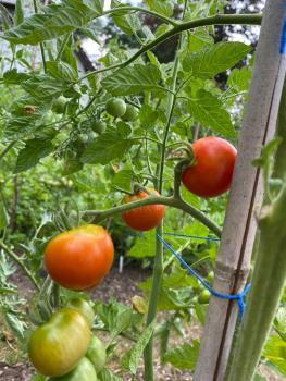 Preview: Vesennij Michurinskij