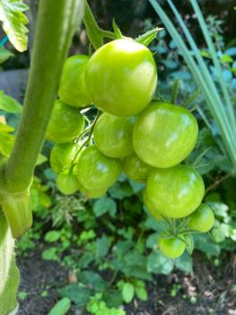 Preview: Big Sungold Select