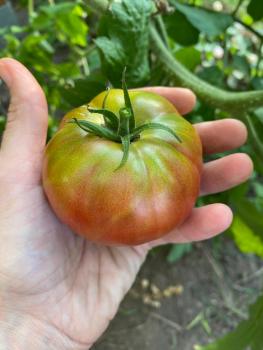 Ananas Noire / Ananori