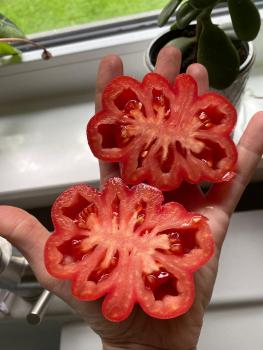 Preview: Gezahnter Bührer Keel