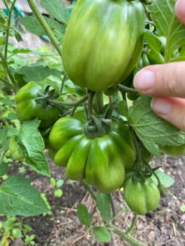 Gezahnter Bührer Keel