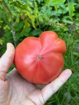 Preview: American Ripped Black