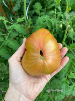 Preview: True Colours