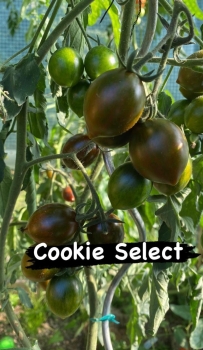 Preview: Cookie Select