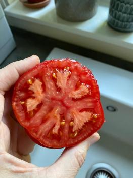 Preview: Livingston Beauty