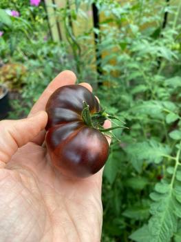 Preview: Black Beauty