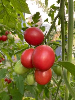 Preview: Thai Malai Pink