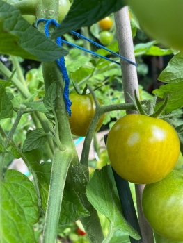 Preview: Big Sungold Select