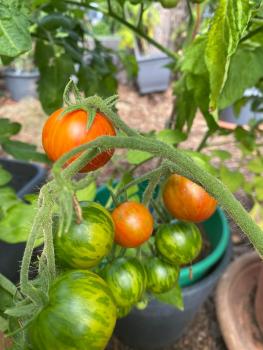 Preview: Amurskij Tigr