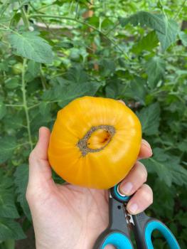 Preview: Amana Orange