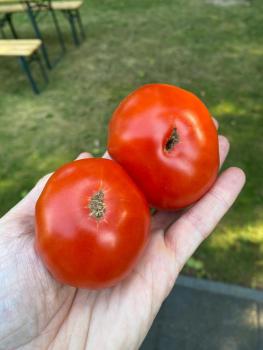 Preview: Livingston Honor Bright