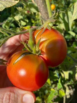 Preview: Livingston Ohio Red