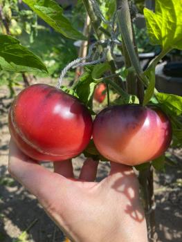 Preview: Amethyst Jewel