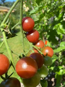 Preview: Reinhards Purple Sugar