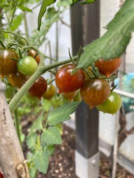 Preview: Paulinas Secret