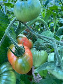 Preview: Rosen Honig