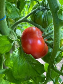 Livingston Perfection