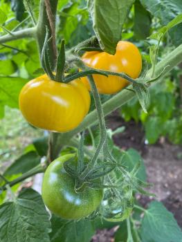 Preview: Goldene Königin