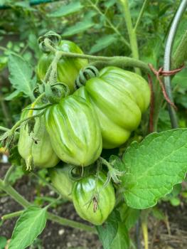 Preview: Gezahnter Bührer Keel