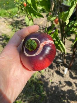 Preview: Amethyst Jewel