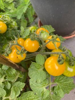 Preview: Balconi Yellow