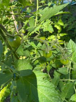 Preview: Black Cherry