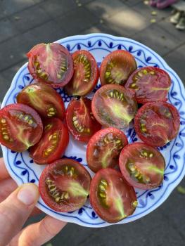 Preview: Black Hole Sun