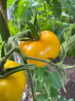 Preview: Goldene Königin