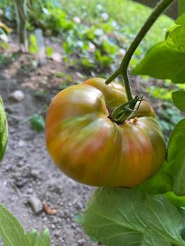 Ananas Noire / Ananori