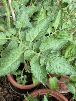 Preview: Amurskij Tigr