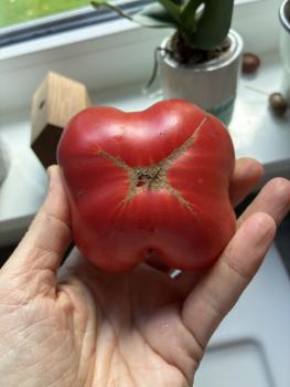 Preview: Aust Ginnys Purple