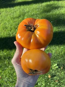 West Virginia Yellow