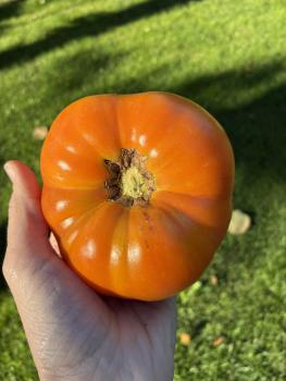 Preview: West Virginia Yellow