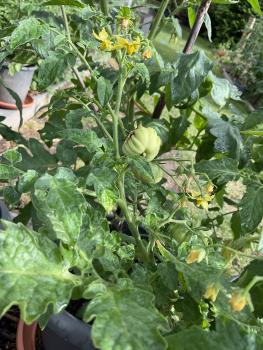 Preview: Kleeblatt von Togo  ( Trefele du Togo )