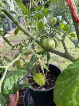 Brigittes blauer Kürbis