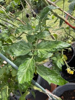 Preview: Kleeblatt von Togo  ( Trefele du Togo )