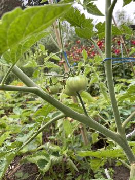 Preview: Rainbow Cherry