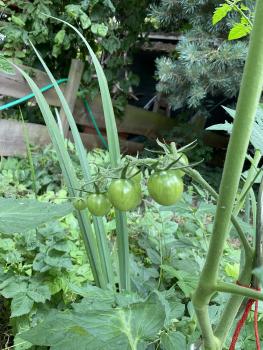 Preview: Black Cherry