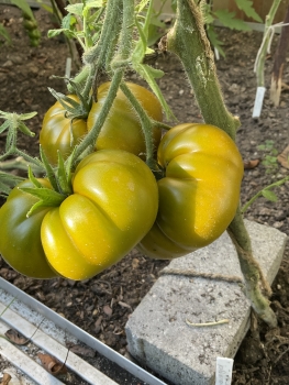 Preview: Smaragd Apfel