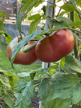 Preview: Livingston Beauty