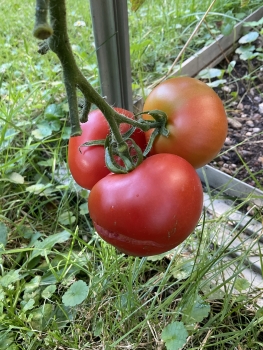 Preview: Livingston Potato Leaf