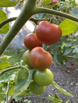 Preview: Livingston Potato Leaf