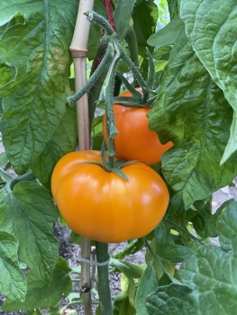 Sibirisches gelbes Herz