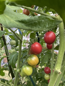 Preview: Thai Malai Pink