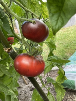 Preview: Black Beauty