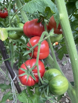 Livingston Main Crop Pink