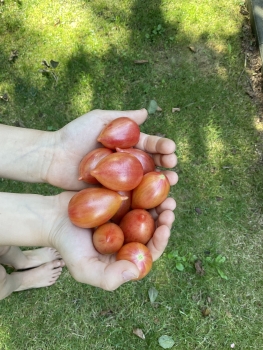 Preview: Candy Sweet Icicle